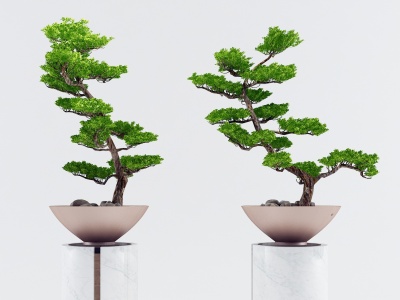 3d现代松树盆景植物模型