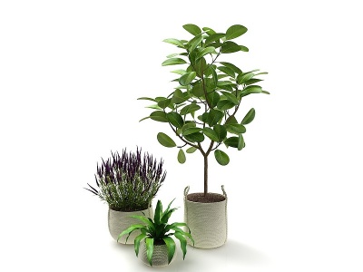 3d现代风格植物花盆模型
