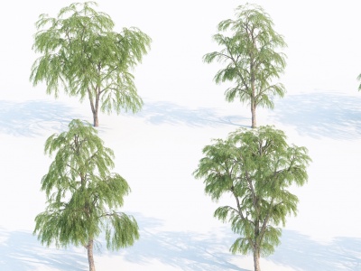 现代乔木树木模型