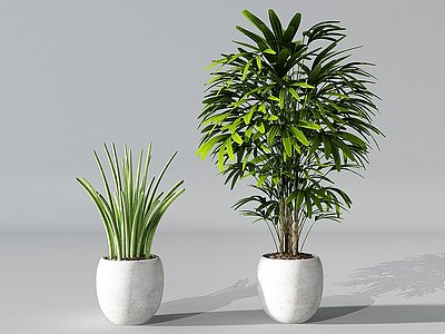 植物盆景盆栽绿植花盆模型3d模型