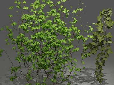 现代植物绿植墙藤蔓模型3d模型