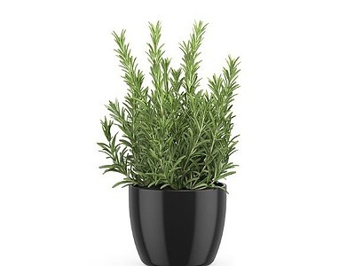 绿植盆栽植物模型3d模型