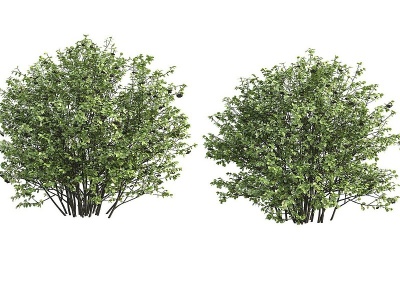 3d<font class='myIsRed'>景观树</font>模型