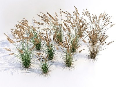 现代草丛植物模型