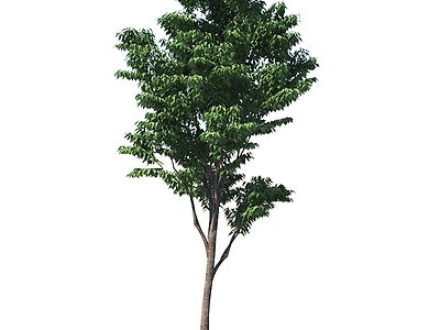 3d树木植物模型