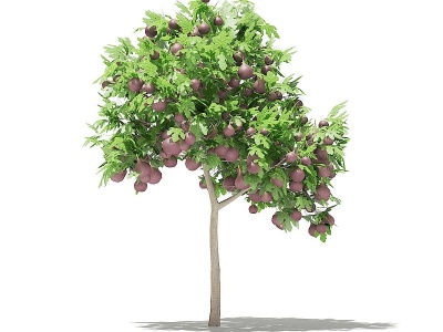3d现代无花果果树模型