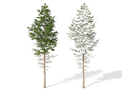 3d现代景观植物树松柏模型