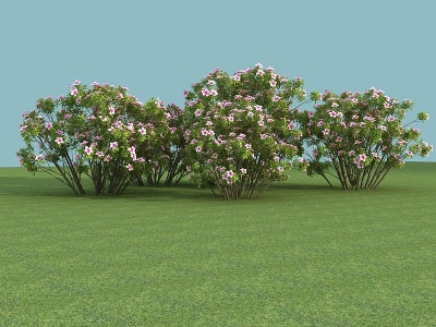 3d现代植物杜鹃模型