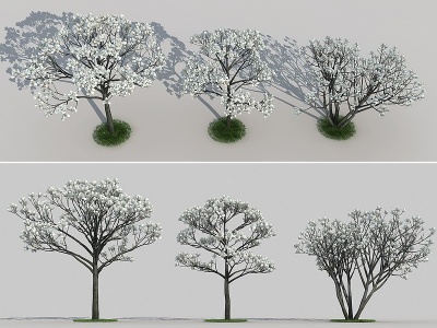 现代白玉兰植物模型3d模型