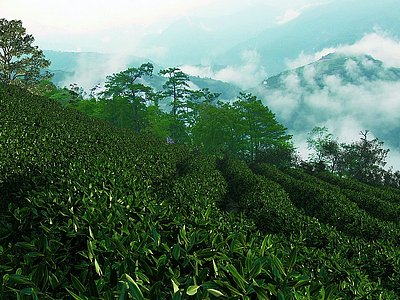 中式茶山自然风景茶园模型