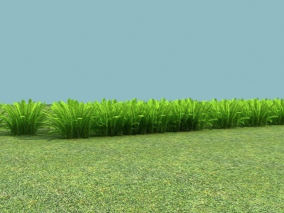 3d现代植物肾蕨草本模型