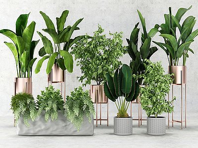 3d植物盆景绿植花盆模型