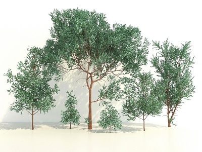 3d树木 乔木模型