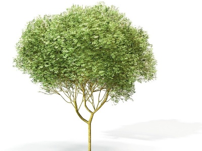 3d阔叶树模型