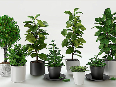 3d现代盆景绿植多肉植物模型