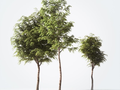 景观树水杉模型3d模型