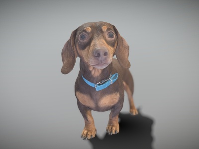 腊肠犬3d模型