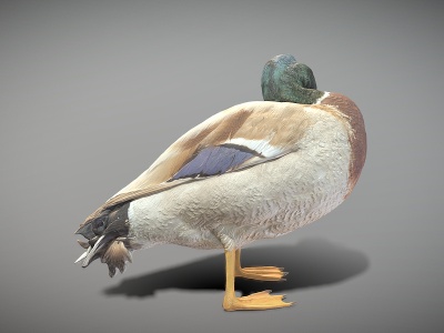 动物鸭子模型3d模型