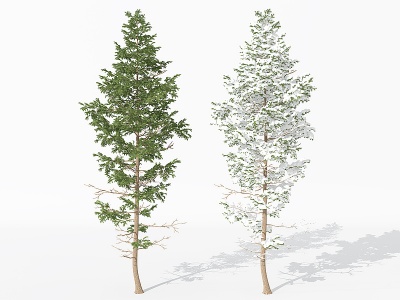景观植物树松柏树长白松模型