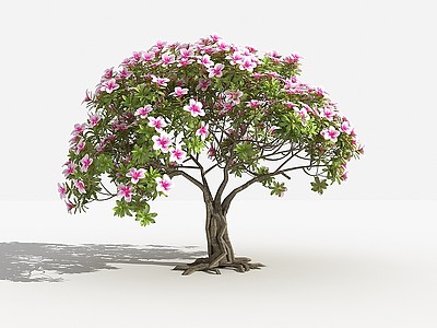 3d杜鹃桩景灌木植物景观植物模型