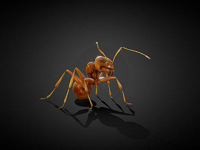 3d蚂蚁模型