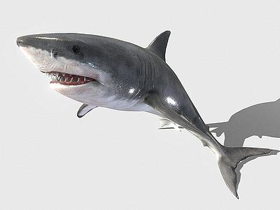 鲨鱼3d模型