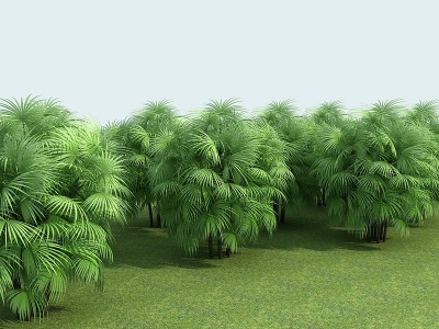 棕竹植物模型3d模型