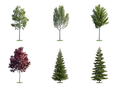 现代景观树木户外树木3d模型
