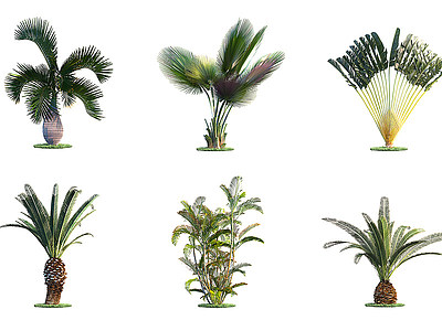 3d现代景观植物模型