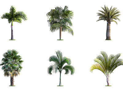 户外树木庭院树木棕榈树模型