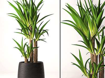 3d现代室内丝兰盆栽植物模型