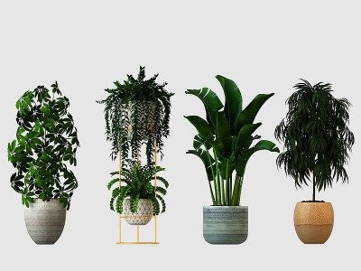 3d室内盆栽植物模型