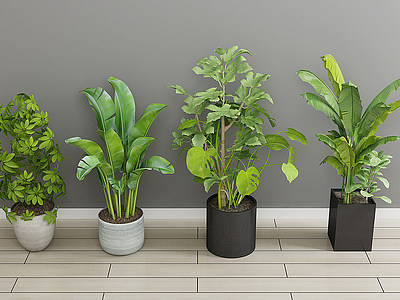 3d现代绿植盆栽植物花模型