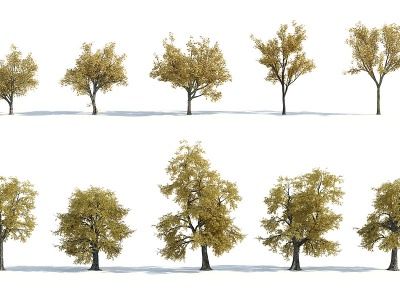 3d现代树木秋季树木秋季植物模型