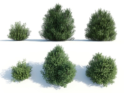现代灌木花园植物园林植物模型3d模型