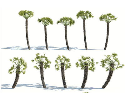 3d树木热带植物热带树木模型