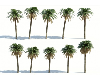 3d树木热带植物<font class='myIsRed'>热带树</font>木模型