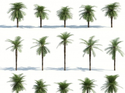 3d树木热带植物<font class='myIsRed'>热带树</font>木模型