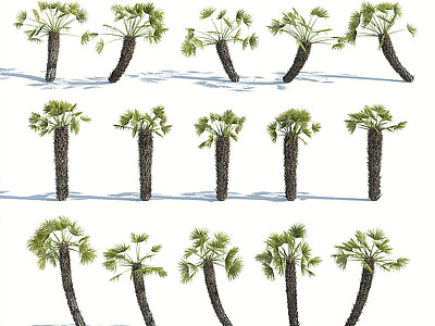 3d树木热带植物<font class='myIsRed'>热带树木</font>模型