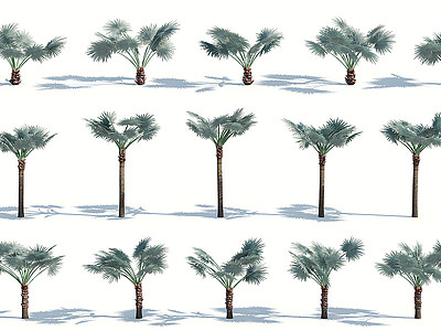 树木热带植物热带树木模型3d模型