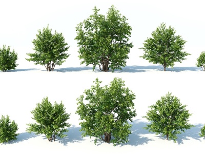 树木树木组合园林景观树模型
