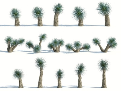 树木热带植物热带树木模型3d模型