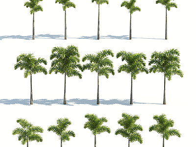 3d树木热带植物热带树木模型