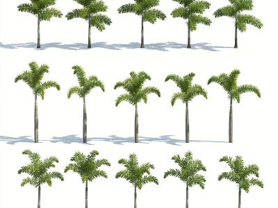 树木热带植物热带树木模型