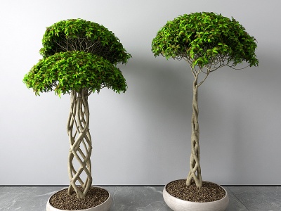 盆栽发财树模型3d模型