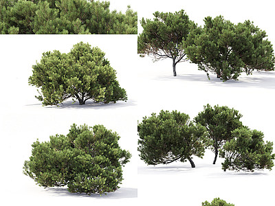 松树景观树模型3d模型
