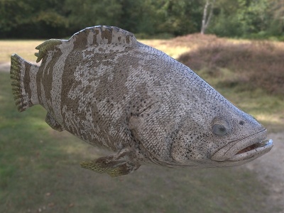 巨型石斑鱼3d模型