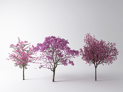 3d现代树樱花模型