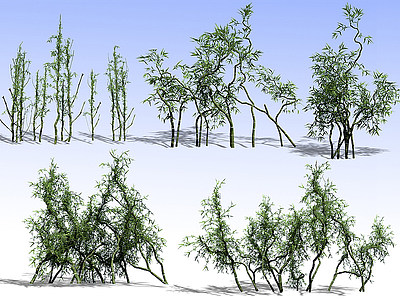 现代竹子景观竹子模型