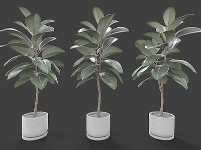 3d<font class='myIsRed'>现代</font>风格植物盆栽模型